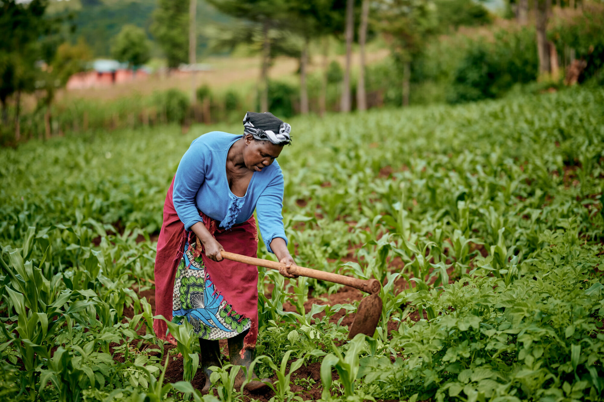 A smallholder farmer tending crops in a rural field