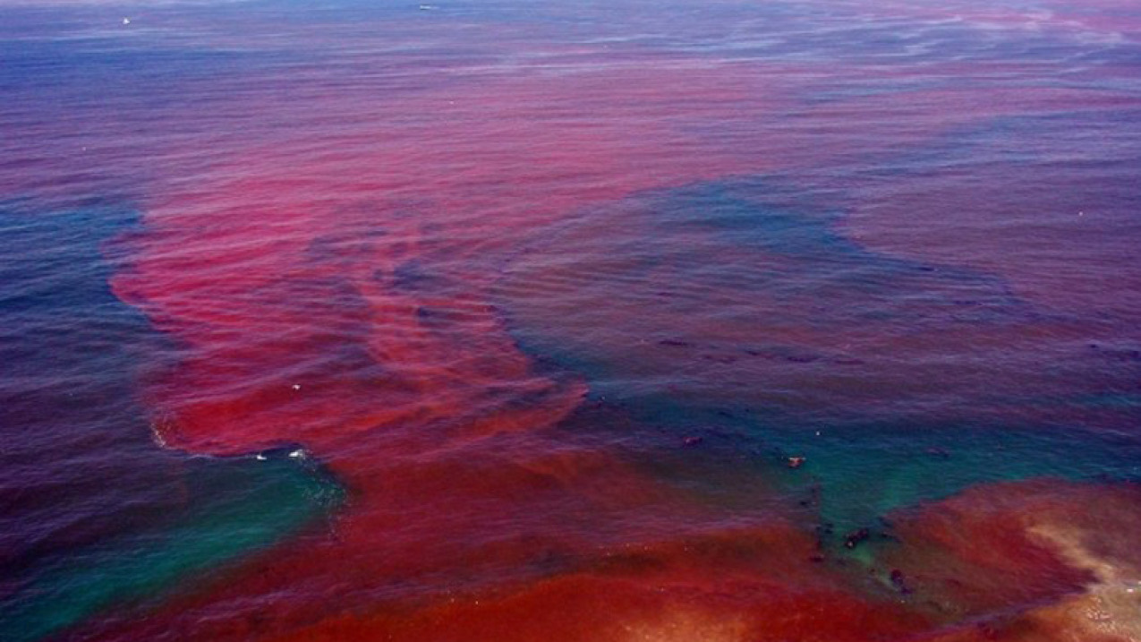A harmful algal bloom spreading across ocean water