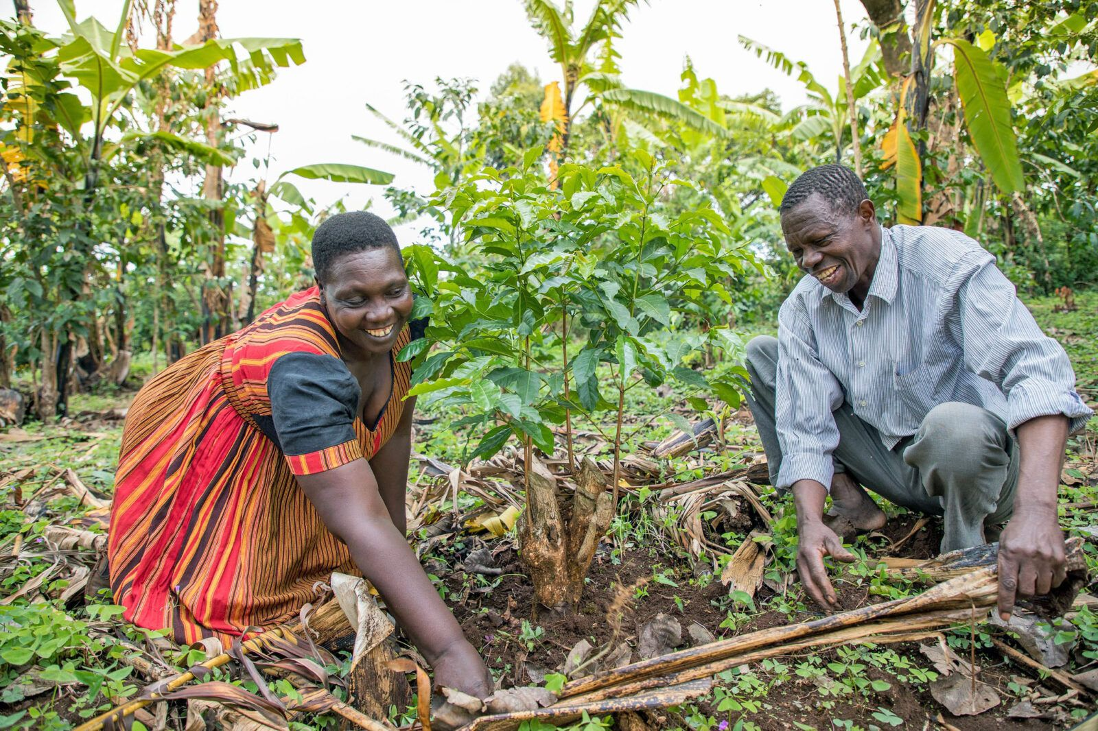 Two smallholder farmers tending a young tree