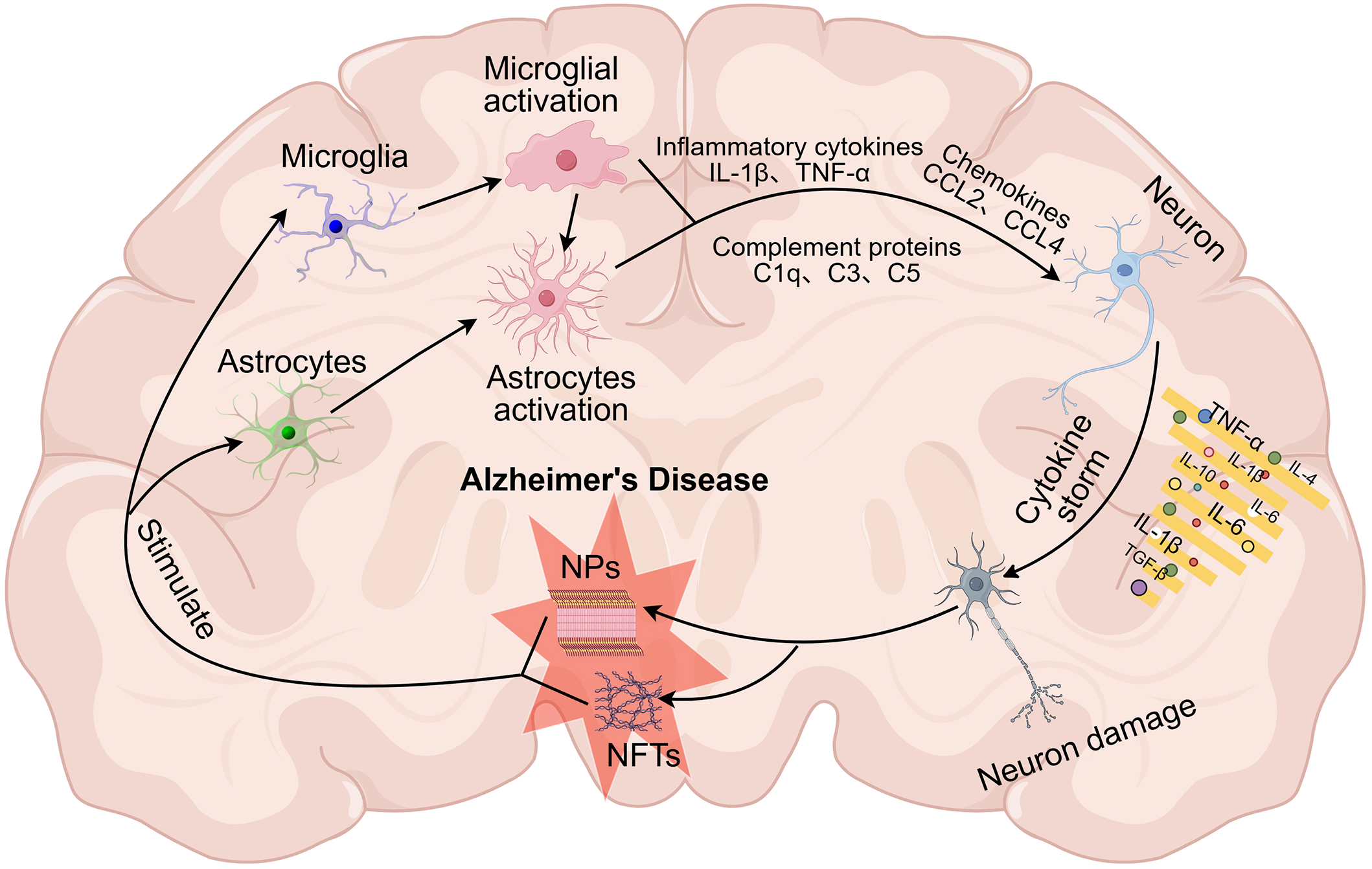 Diagram of inflammatory pathways and neuronal damage in the brain